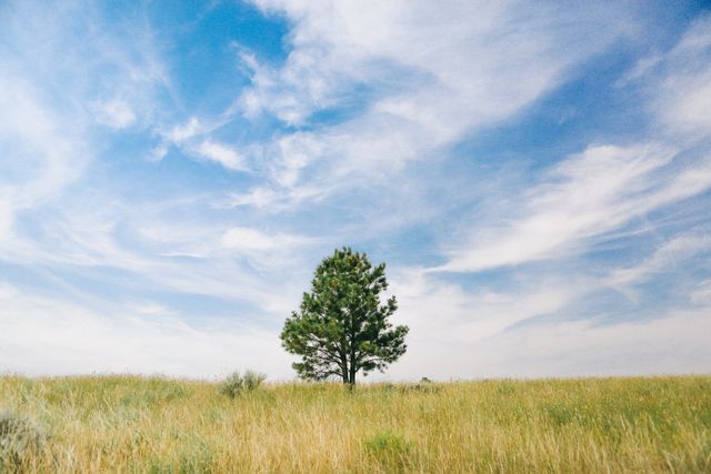 Solitary tree standing alone in an expansive summer meadow under a vast blue sky with wispy clouds. This composition evokes feelings of serenity and isolation, making it ideal for use in nature-related projects, minimalist designs, inspirational posters, or backgrounds in presentations that require a peaceful and open landscape.