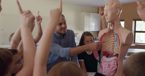 Teacher Showing Human Anatomy to Engaged Students in Classroom