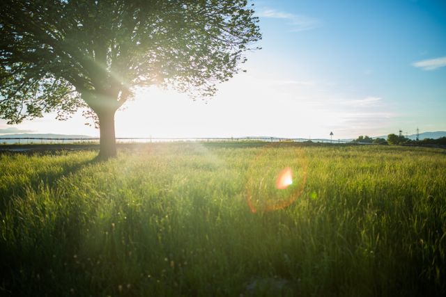 Sunlit Tree in Tranquil Field during Golden Hour - Download Free Stock Photos Pikwizard.com