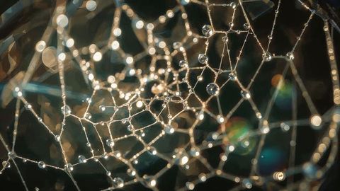 Sparkling spider web with dew at dawn