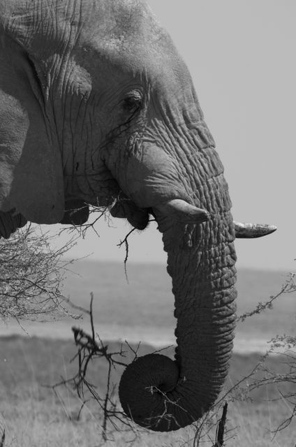 African elephant pictured in monochrome, with detailed view of its trunk and tusks while eating branches. Suitable for use in wildlife conservation campaigns, educational materials, travel brochures promoting safaris, and nature-themed decorations.