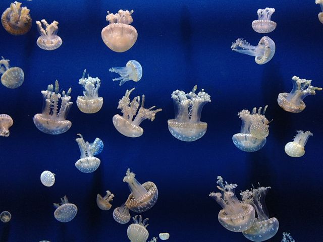 Cluster of Jellyfish Floating Against Blue Background - Download Free Stock Photos Pikwizard.com
