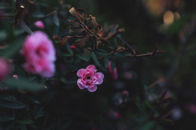 This lush and intimate view of pink flowers with green leaves against a dark background is ideal for nature enthusiasts. Perfect for use in floral decor, gardening blogs, nature-inspired projects, and posters showcasing the beauty of blooming flowers.