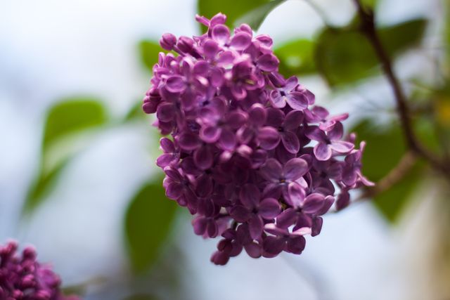 Close-up of Purple Lilac Blossoms on Branch with Green Leaves - Download Free Stock Photos Pikwizard.com
