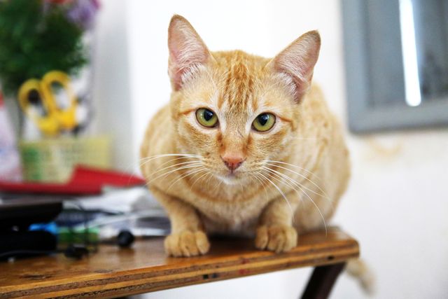 Ginger Cat Staring Intently While Sitting on Wooden Table - Download Free Stock Photos Pikwizard.com