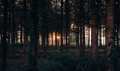 Sunset Through Dense Forest with Tall Trees