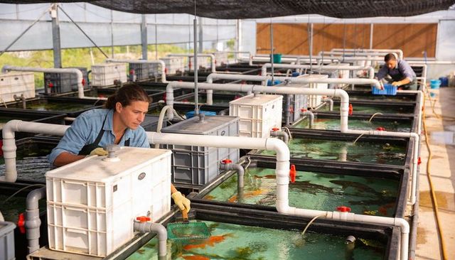 Aquaculture technician inspecting recirculating tanks in greenhouse with pvc piping