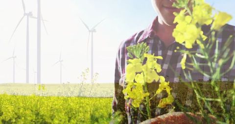 Farmer inspecting canola blossoms amid wind turbines on sunny farmland