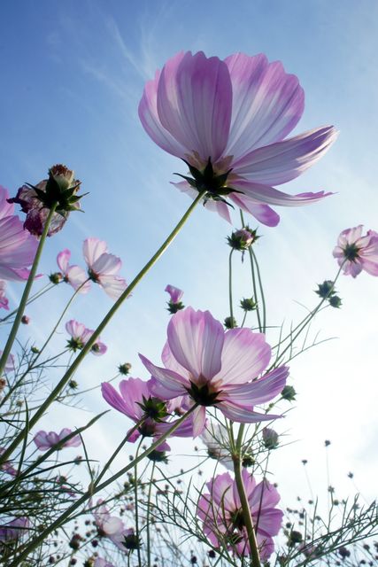 Vibrant pink Cosmos flowers blooming under the bright blue sky. Ideal for use in gardening websites, floral blogs, spring and summer promotions, nature posters, and botanical studies.