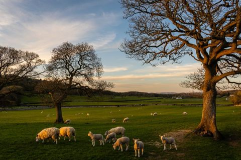 Golden Hour Sheep Grazing on Rolling English Pasture with Oak Trees and Stone Walls