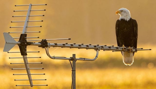 Bald eagle perching on tv antenna scanning golden field at sunrise backlit silhouette