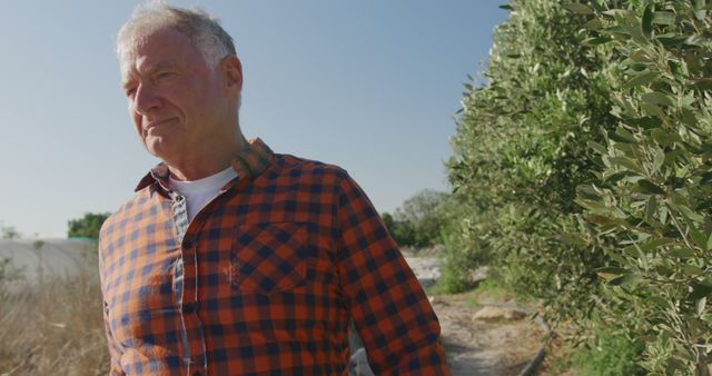 Senior Man Enjoying Nature Walk Outdoors on Sunny Day - Download Free Stock Images Pikwizard.com