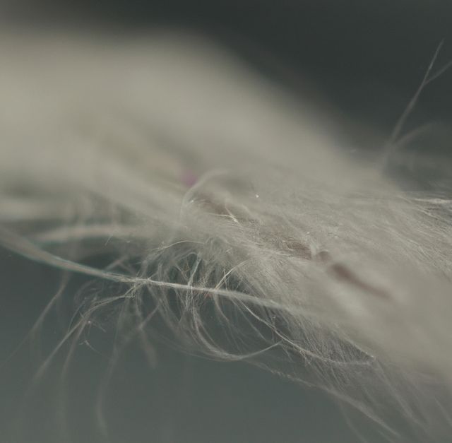 Image of close up of white wisp on grey background - Download Free Stock Photos Pikwizard.com