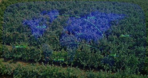 Drone mapping orchard canopy with blue spectral overlay and live gis data visualization