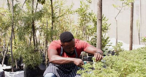 Male gardener trimming shrubs in outdoor nursery