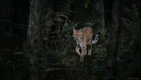 Lynxlike wild cat stealthily moving through shadowed forest undergrowth at dusk