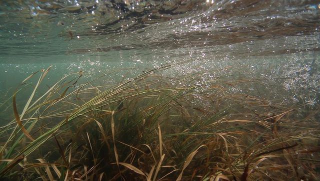 Swaying seagrass meadow with rising bubbles in sunlit shallow coastal waters, tranquil