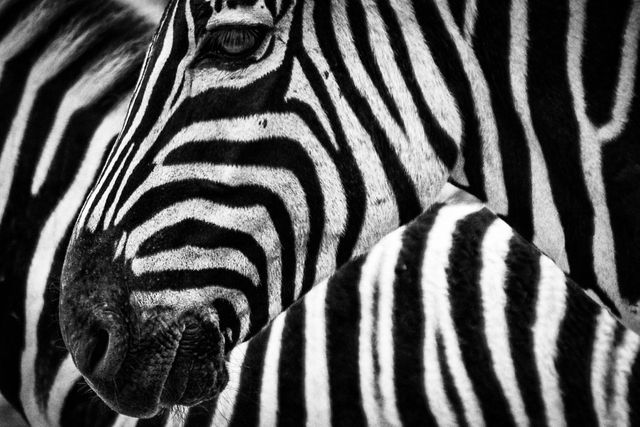 Close-up view showing textured, monochrome zebra stripes, perfect for use in wildlife magazines, nature documentaries, or as striking wall art in modern living spaces.