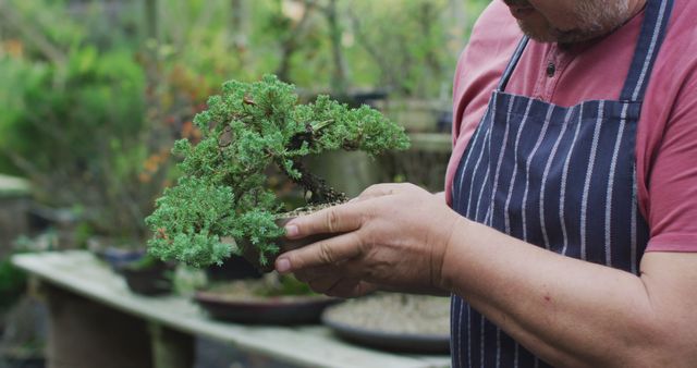 Gardener Caring for Bonsai Tree in Outdoor Garden - Download Free Stock Images Pikwizard.com