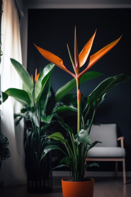 Bird of Paradise plant standing tall in a chic, minimalist living room with dark walls and soft furnishing. Perfect for interior decor articles, home gardening magazines, botanical blogs, and retail advertisements for home decor items.