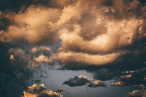 Dark Clouds Gathering with Flock of Birds at Golden Sunset Dramatic Storm Atmosphere