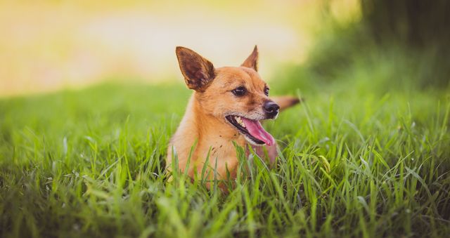 Brown small dog enjoying pleasant weather by lying in green grass on a bright sunny day. Can be used in pet care advertisements, nature articles, summer activity guides, or promoting outdoor events. Perfect for illustrating happiness, playful moments, and the joy of being outdoors.