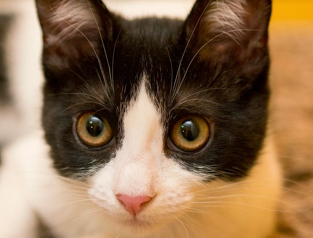 Close-up captures curious and expressive look on a black and white kitten with wide, absorbing eyes and detailed features such as whiskers, ears, and pink nose. Perfect for use in pet-related materials, animal care advertisements, or as a visually engaging educational tool for teaching about cat behavior and characteristics.