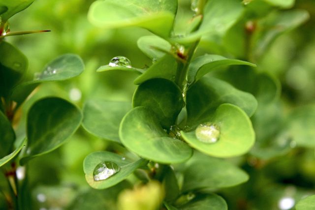 Close-up of vibrant green leaves with water droplets, highlighting the freshness and natural beauty of the foliage in a garden. Perfect for use in nature-themed projects, gardening websites, and advertisements promoting natural products or eco-friendly practices.