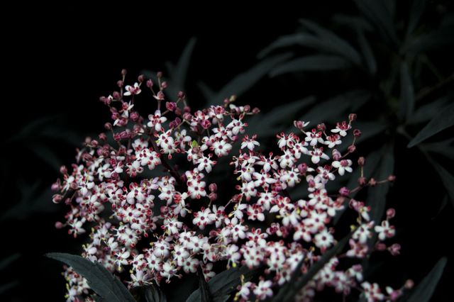 Close-up view of elderflower blossom against dark backdrop provides contrast, highlighting its delicate pink and white petals. Ideal for nature-themed projects, botanical illustrations, floral backgrounds, or wallpaper designs.