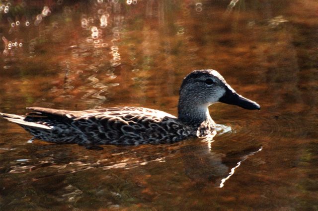 A pintail duck on tranquil waters in Merritt Island National Wildlife Refuge. Ideal for use in educational materials about wildlife, conservation projects, or nature documentaries. The image highlights the diversity and serenity of the Refuge, which is a vital habitat for numerous species.