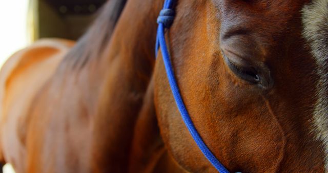 Close-up view of a brown horse wearing a blue bridle, highlighting its elegance and calm nature. Useful for animal lover content, equine-related articles, farm-themed promotions, and educational material on horse care and training.