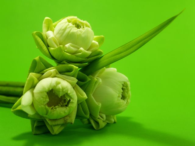 This image showcases a vibrant bunch of pristine white lotus flowers against a vivid green background. Ideal for use in nature-themed articles, wellness and meditation websites, floral arrangements promotions, or as serene visuals for social media posts.
