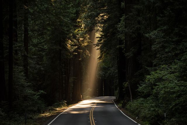Peaceful forest road illuminated by a sunbeam penetrating through trees. Ideal for representing tranquility, nature walks, road trips, environmental themes, and scenic beauty. Use in travel brochures, environmental campaigns, or as relaxing desktop backgrounds.
