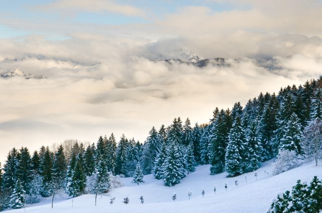 Snowy Landscape with Pine Trees and Cloudy Sky - Download Free Stock Photos Pikwizard.com
