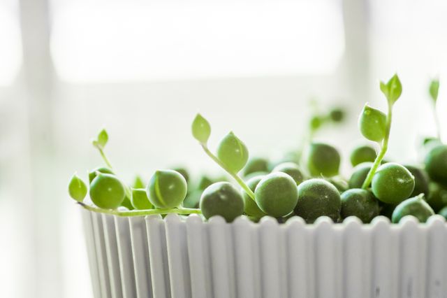 String of Pearls succulent cascading over white ceramic pot indoors. Ideal for articles on indoor gardening, minimalist home decor, and care tips for succulents. Perfect for blog posts, social media content, and plant-themed websites.