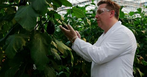 Scientist studying plant health in greenhouse setting