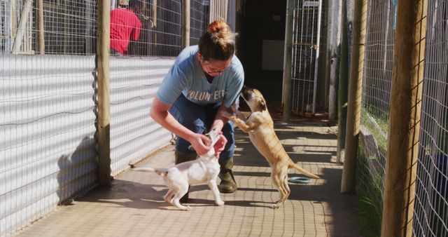 Volunteer plays with energetic dogs at a shelter, with copy space. Outdoor setting captures the joy of animal care and companionship.
