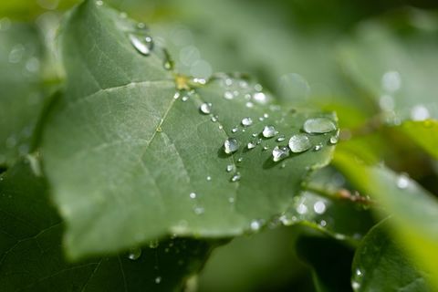 Morning dew on lush green birch leaf with sunlight reflection