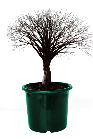 leafless artificial bonsai in green pot on transparent background - Download Free Stock Videos Pikwizard.com