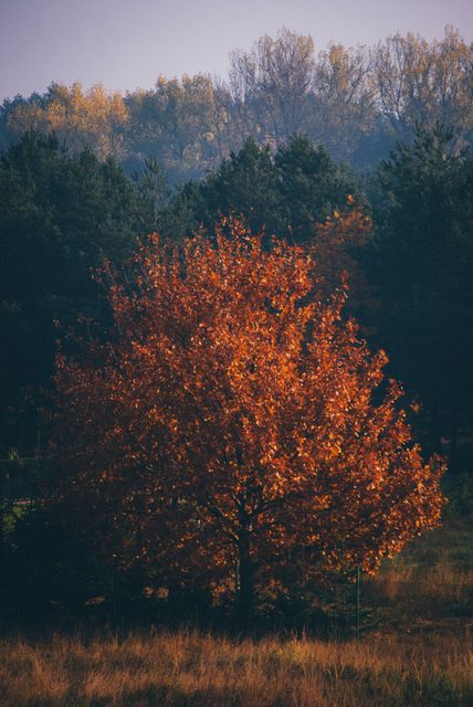 Majestic autumn tree with vibrant orange foliage standing out in a misty forest. Perfect for themes on nature's beauty, forest landscapes, autumn season, environmental awareness, and outdoor activities.