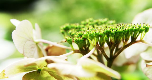 Close-up of Hydrangea Blossoms and Buds in Sunlight - Download Free Stock Photos Pikwizard.com