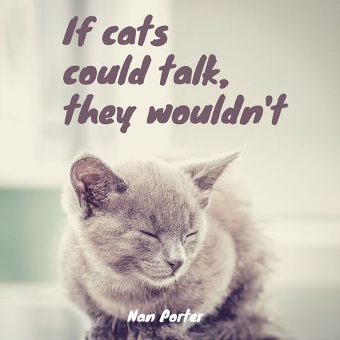 Peaceful Sleeping Cat with Humorous Quote on Silence - Download Free Stock Templates Pikwizard.com