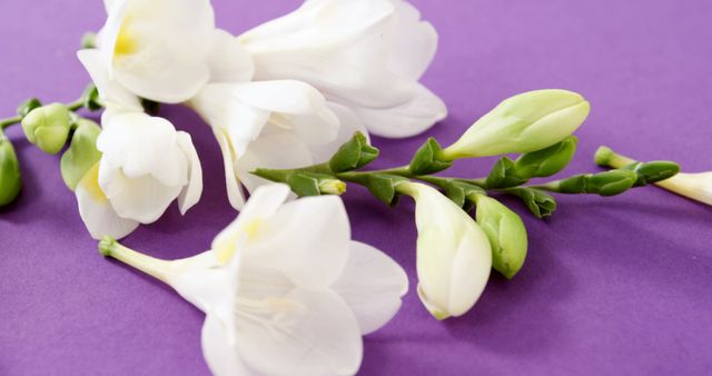 White freesia flowers laying on purple background showing elegant floral arrangement. Ideal for use in floral blogs, botanical content, springtime advertising, natural beauty promotions, wedding designs, and greeting card visuals for conveying freshness and elegance.