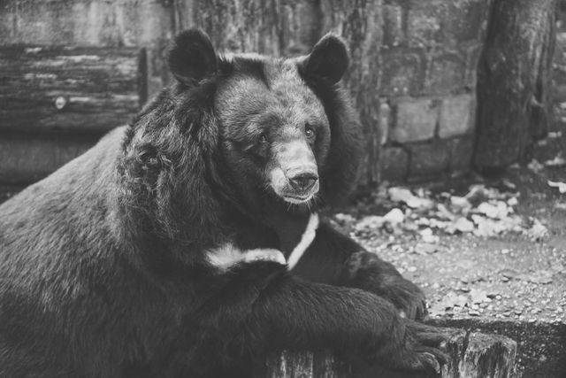 Black Bear Resting in Natural Habitat - Download Free Stock Photos Pikwizard.com