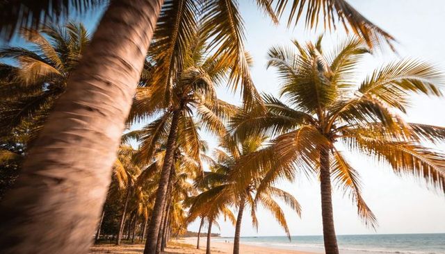 Sunlit coconut palms casting long shadows along tranquil tropical beach at golden hour