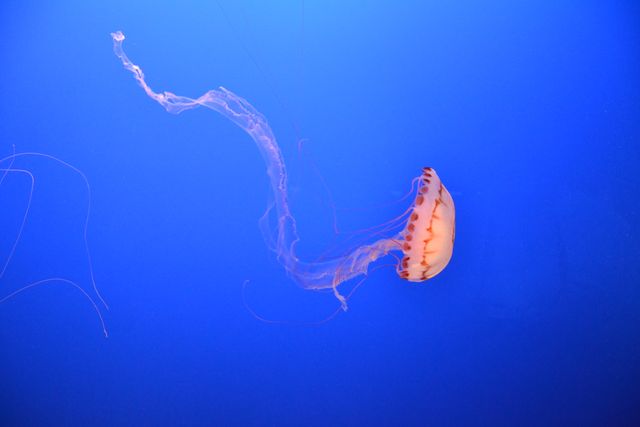 Single Jellyfish Floating in Blue Deep Sea - Download Free Stock Photos Pikwizard.com