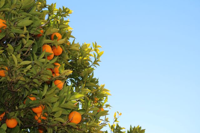 Lush orange tree full of ripe oranges set against a clear blue sky. Suitable for use in agricultural promotions, organic fruit advertisements, nature-themed designs, and health-focused publications.