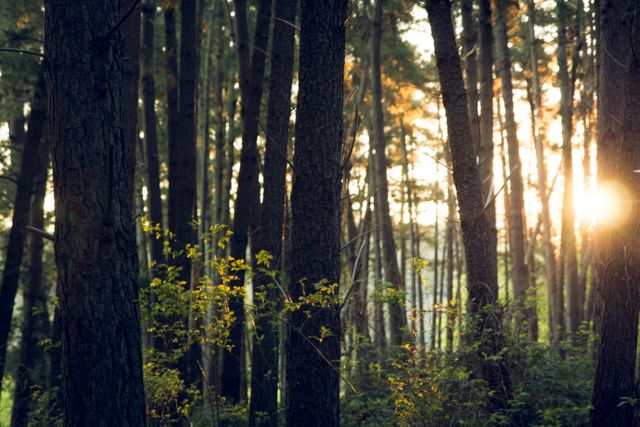 Sunset Mood in Tranquil Forest - Download Free Stock Photos Pikwizard.com