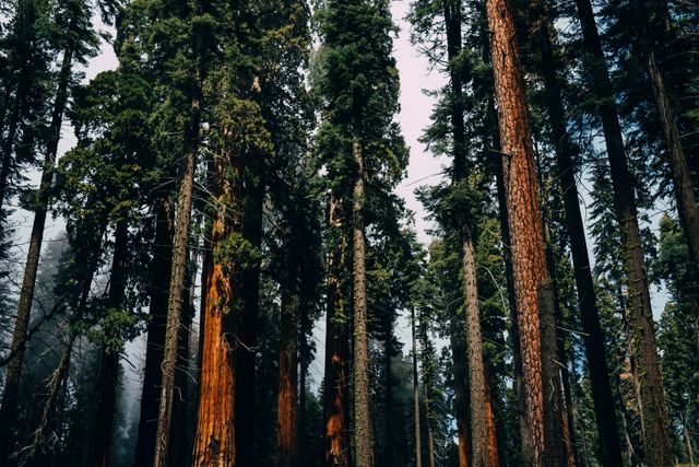 Tall sequoia trees in a dense forest setting, bathed in natural light. Ideal for nature and travel blogs, outdoor adventure publications, environmental awareness campaigns, and as a serene, natural background for websites or presentations.