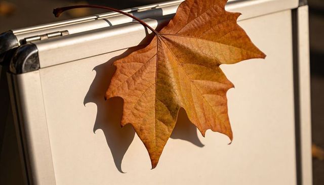 Sunlit autumn leaf resting on metal-framed sign casting sharp shadow urban minimal venation